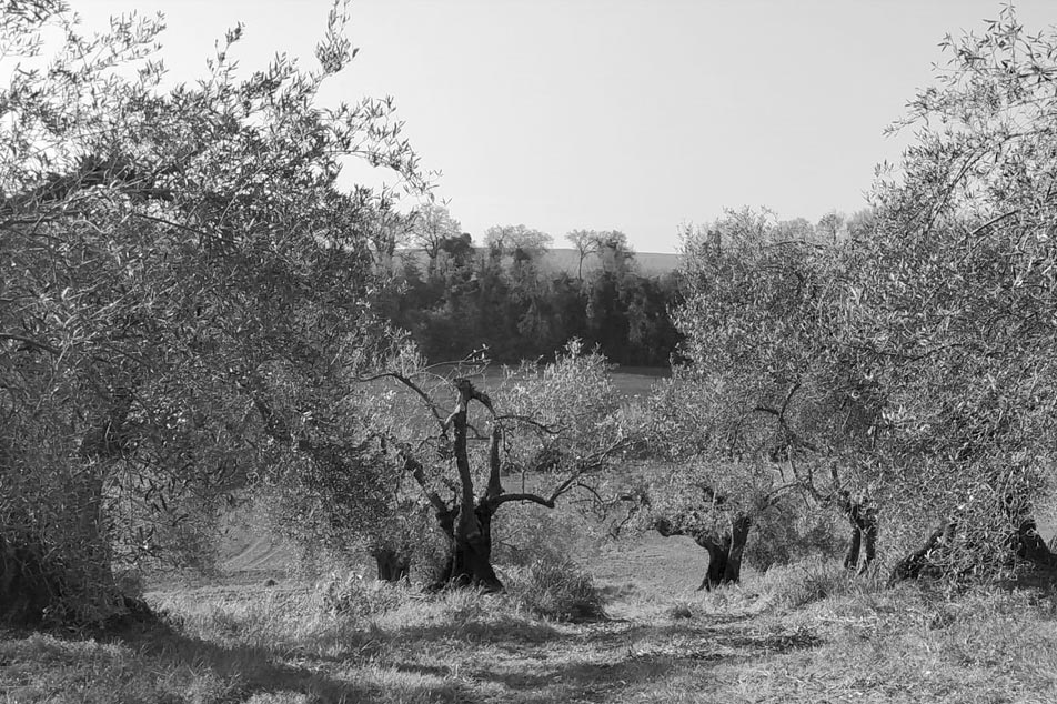 meoni-chi-siamo-ulivi